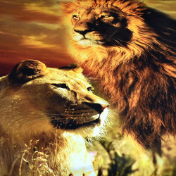 3D луксозен спален комплект Lions