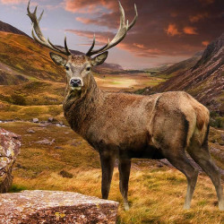 3D луксозен спален комплект с принт и ловни мотиви Hunter